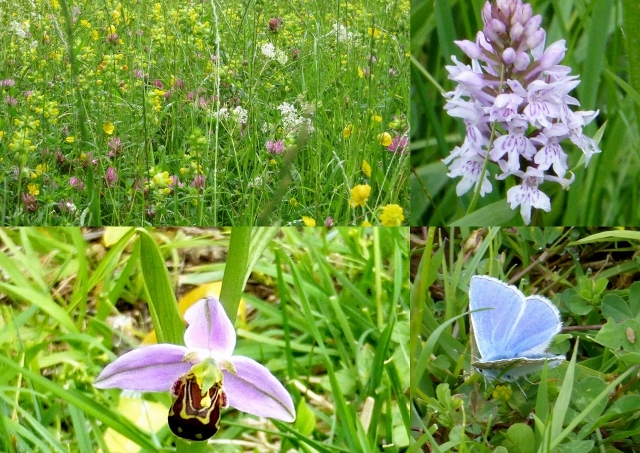A meadow of wild flowers with Common Spotted Orchid, Bee Orchid and Common Blue Butterfly